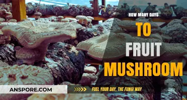 Growing Mushrooms: The Fruiting Timeline