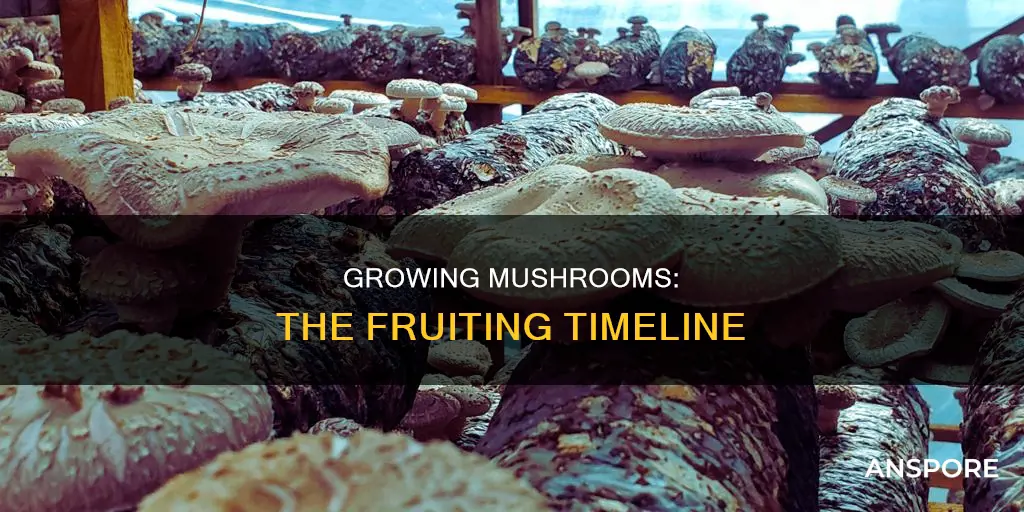 how many days to fruit mushrooms