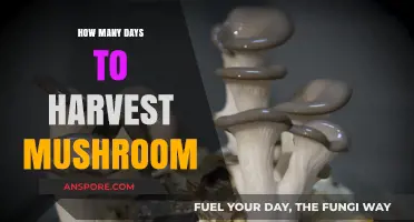 Mushroom Harvesting: Timing for the Best Results