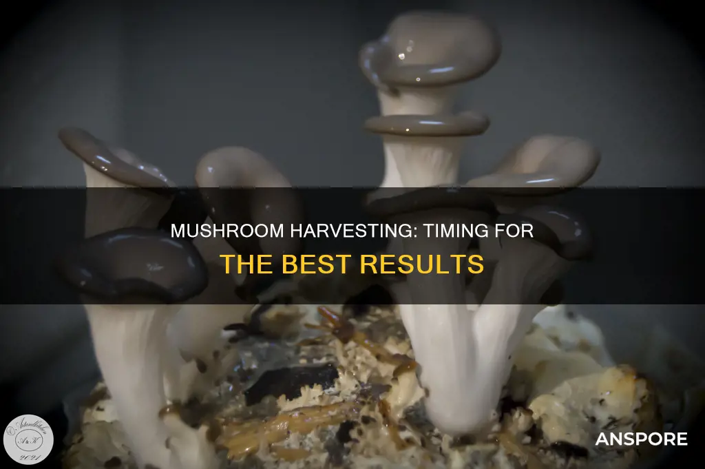 how many days to harvest mushroom