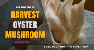 Harvesting Oyster Mushrooms: Timing for Fresh Produce