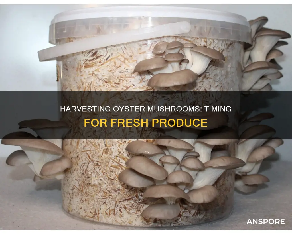 how many days to harvest oyster mushroom