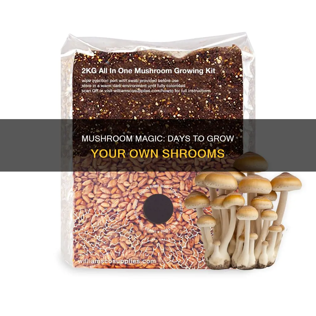 how many days to produce psilocybine in mushrooms