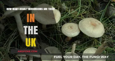 Deadly UK Mushrooms: A Dangerous and Deadly Foray