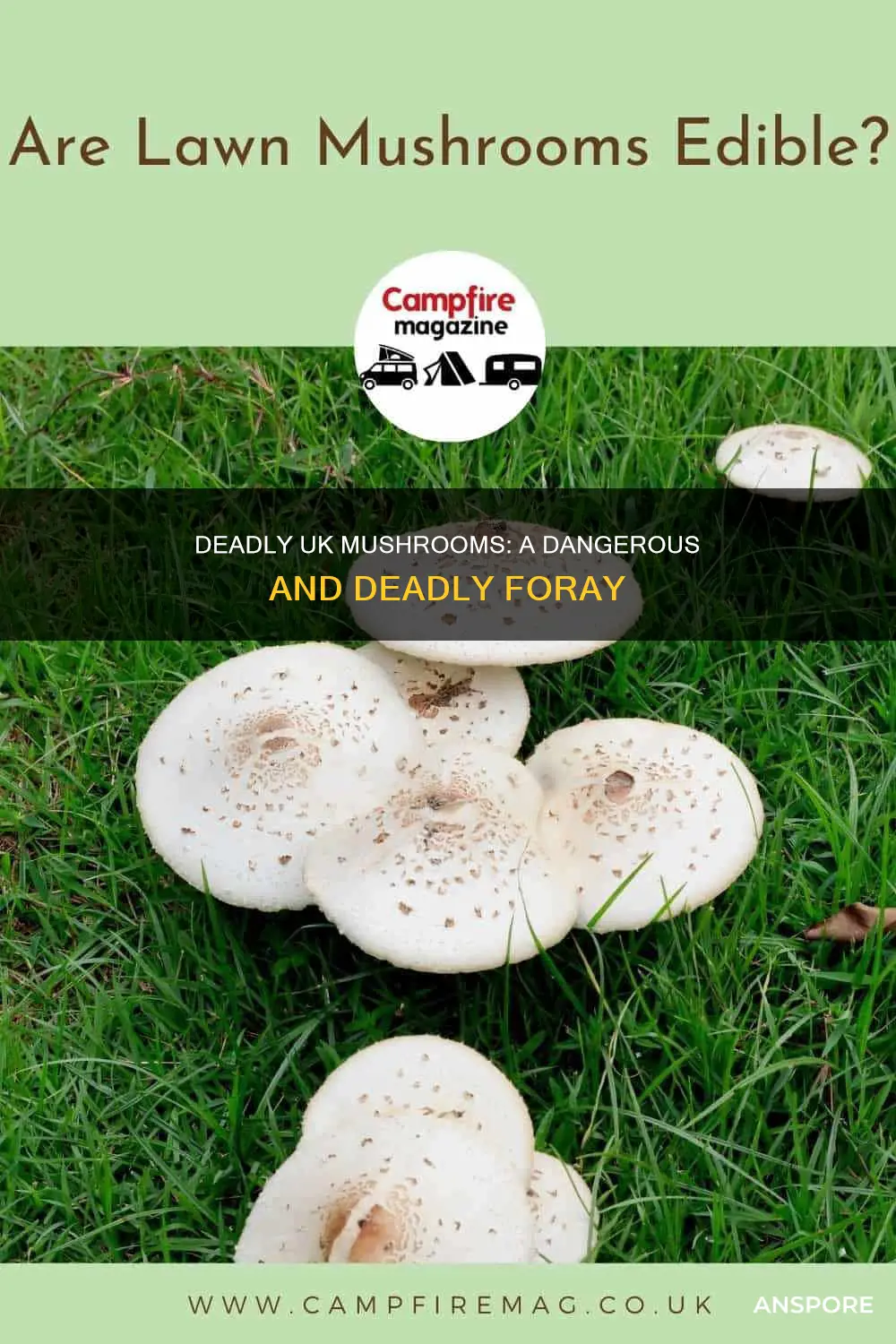 how many deadly mushrooms are there in the uk