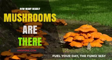 Deadly Mushrooms: A Guide to Nature's Toxic Fungi