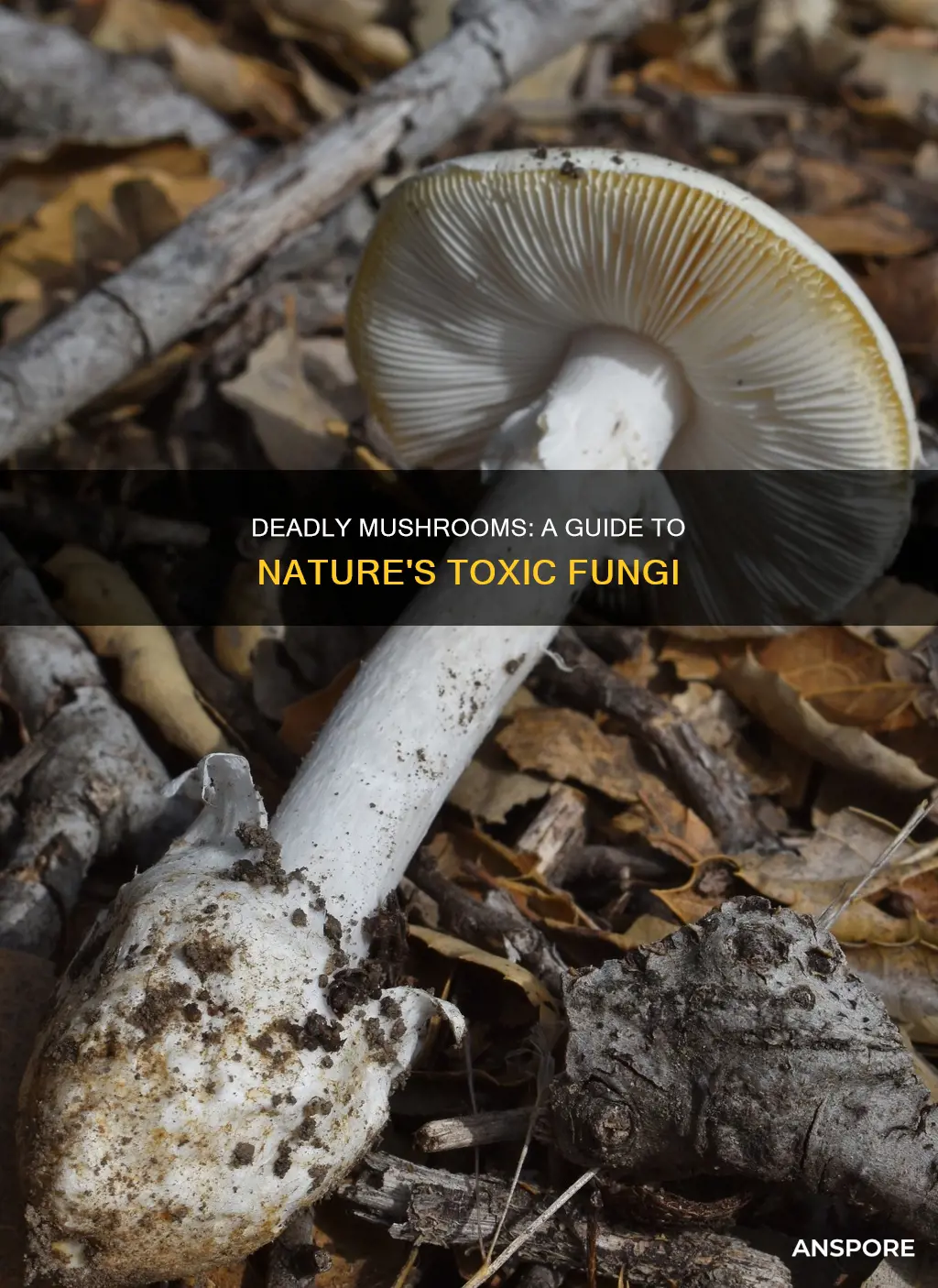 how many deadly mushrooms are there