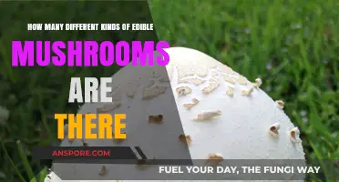 Exploring the Diverse World of Edible Mushrooms: Varieties and Types