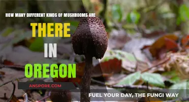 Mushroom Hunting in Oregon: Nature's Bounty