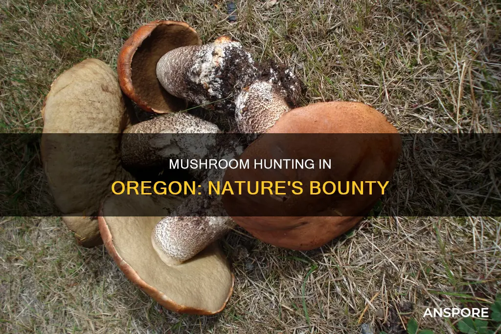 how many different kinds of mushrooms are there in oregon