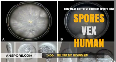 Spores Unveiled: Exploring Varieties and Their Impact on Human Life