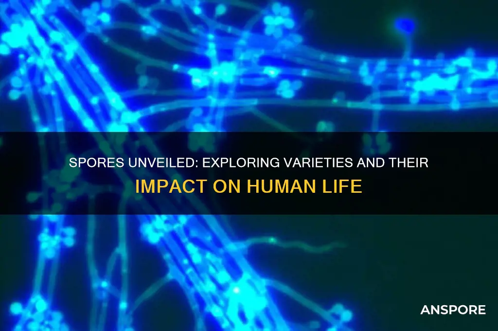 how many different kinds of spores how spores vex human