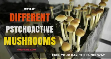 Exploring the Diverse World of Psychoactive Mushrooms