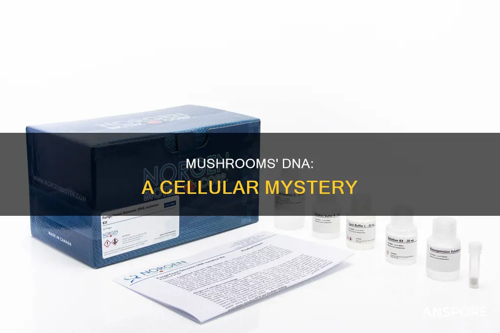how many dna cells does a mushroom have