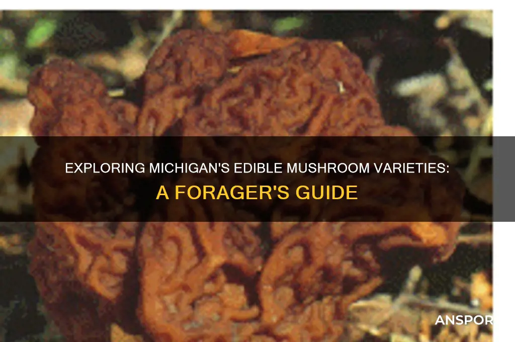 how many edible mushrooms in michigan