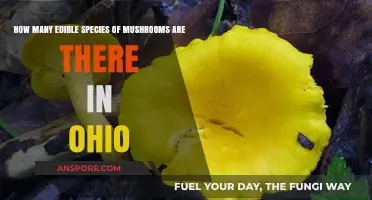 Exploring Ohio's Edible Mushrooms: A Guide to Safe Species