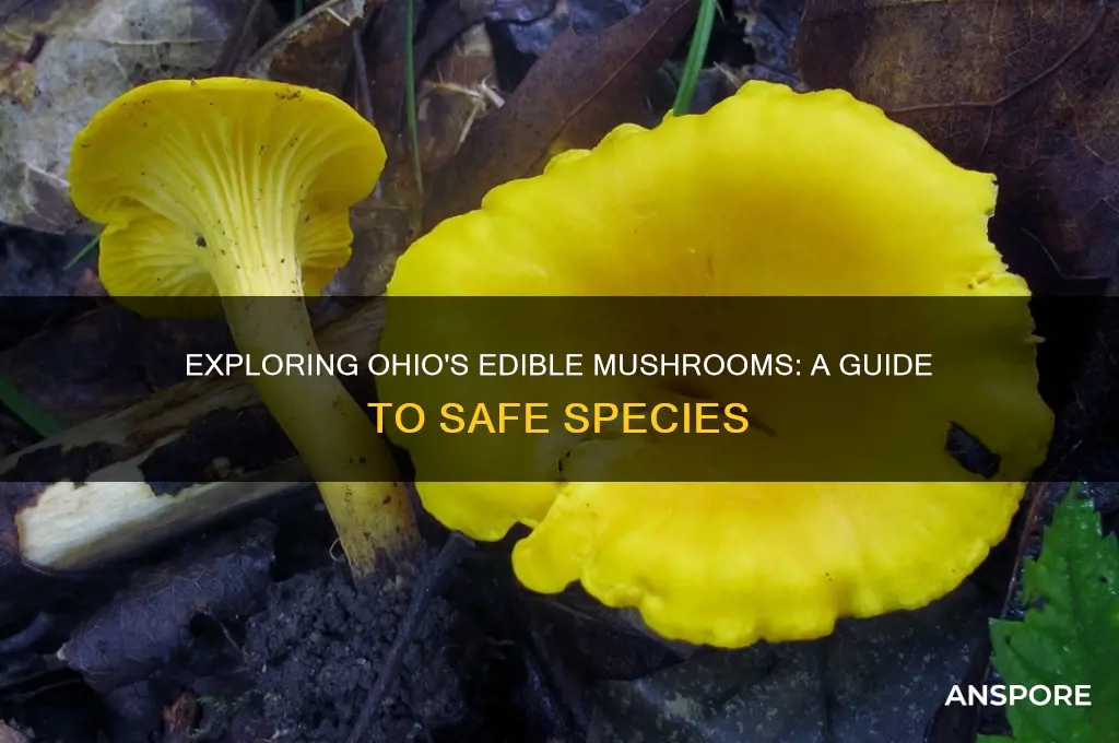 how many edible species of mushrooms are there in ohio