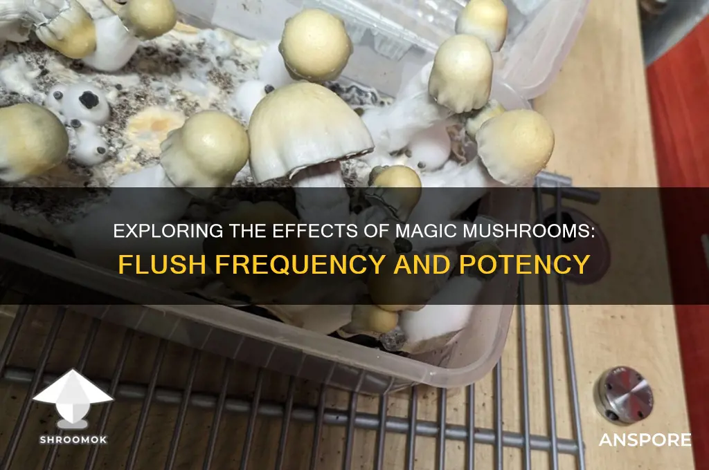 how many flushes can you do magic mushrooms