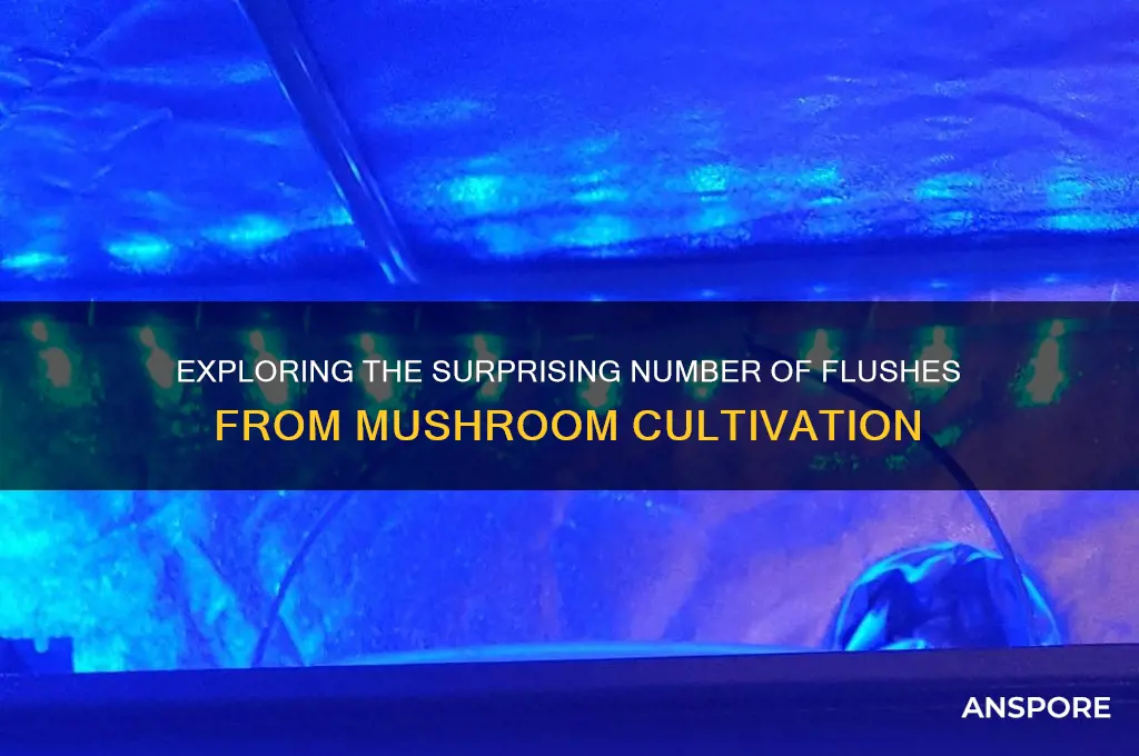 how many flushes can you get from mushrooms