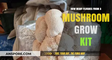 Maximizing Mushroom Yields: Flush Frequency in Grow Kits Explained