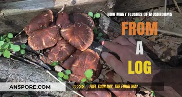 Mushroom Logs: Multiple Flushes, Maximum Yields