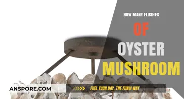 Oyster Mushroom Flushes: How Many Can You Expect?