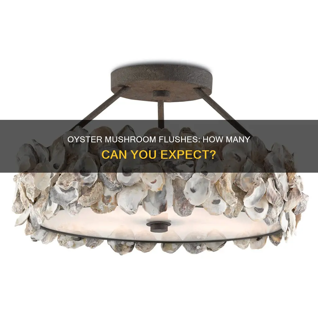 how many flushes of oyster mushrooms