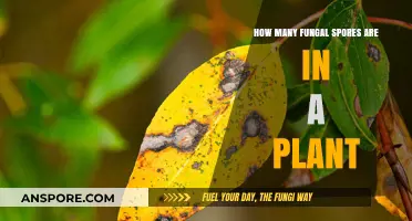 Unveiling the Hidden World: Fungal Spores in Plants Explained