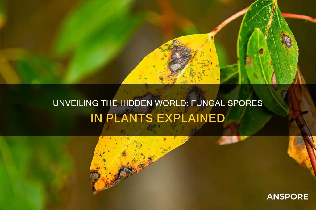 how many fungal spores are in a plant