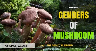 Mushroom Genders: A Surprising Diversity in Nature