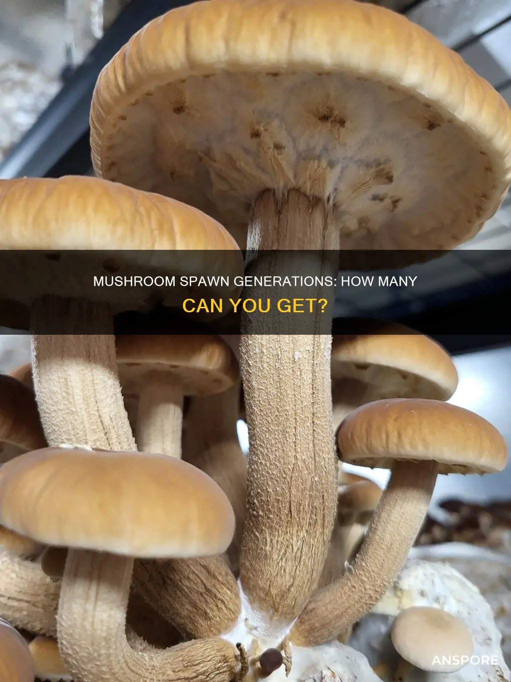 how many generations of mushroom spawn