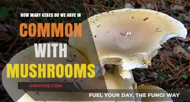 Gene Similarities Between Humans and Mushrooms