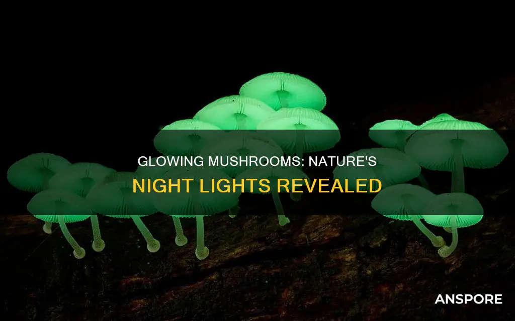 how many glow in dark mushroom is there