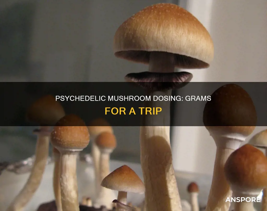 how many grams is a dose of psychedelic mushrooms