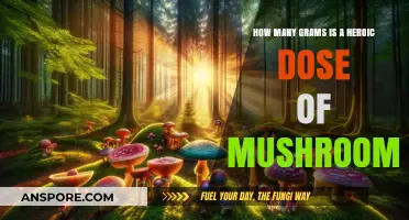 Heroic Mushroom Trip: How Many Grams to Consume?