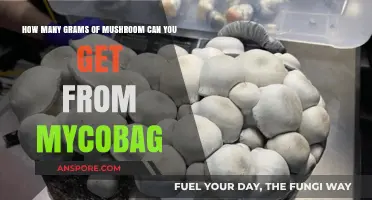 Maximizing Mushroom Yield: Grams Per Mycobag Explained
