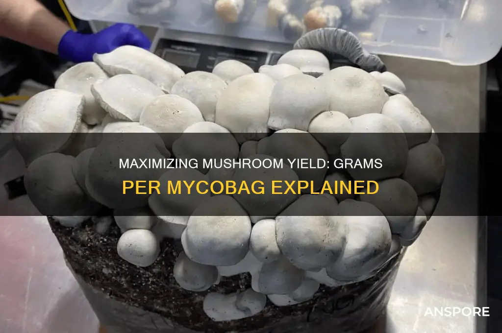 how many grams of mushroom can you get from mycobag