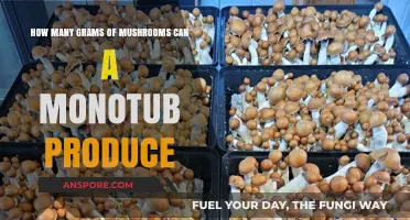 Maximizing Monotub Yields: How Many Grams of Mushrooms Can You Harvest?