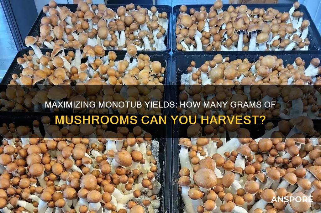how many grams of mushrooms can a monotub produce