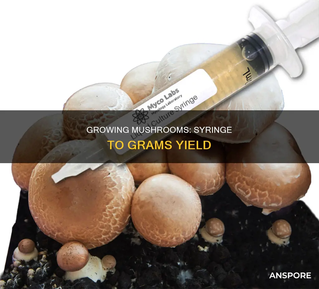 how many grams of mushrooms from one syringe yields