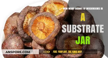 Mushroom Cultivation: Substrate Jars and Their Gram Weights