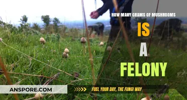 Mushroom Possession: Understanding Felony Charges and Weights