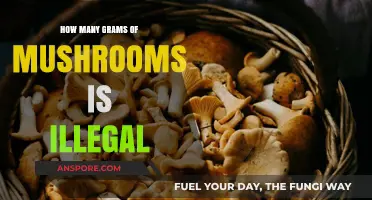 Mushroom Possession: Illegal Amounts and Legal Consequences