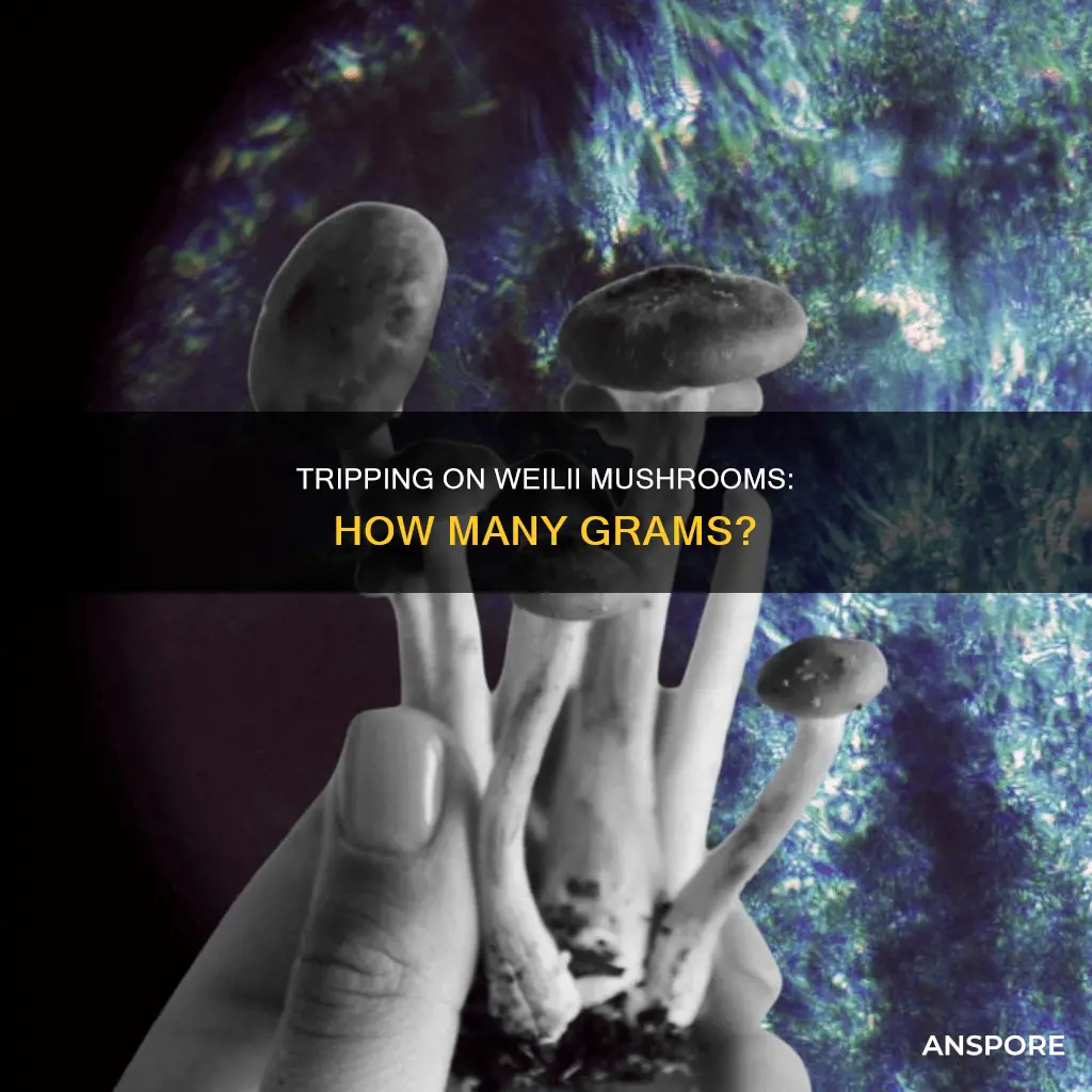 how many grams of weilii mushrooms to trip