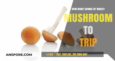 Tripping on White Mushrooms: How Many Grams to Consume?