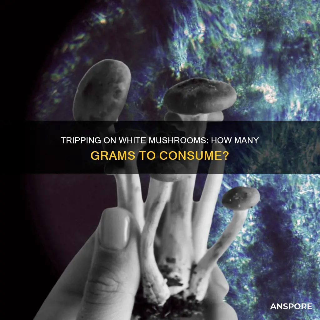 how many grams of whiley mushrooms to trip