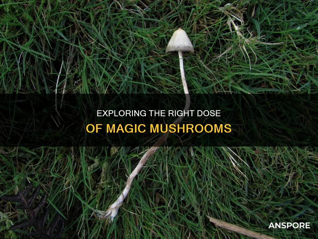how many halucinagenic mushrooms