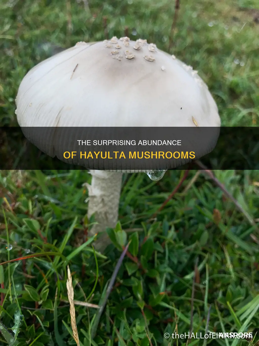 how many hayulta mushroom