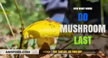 Magic Mushrooms: Duration of a Trip