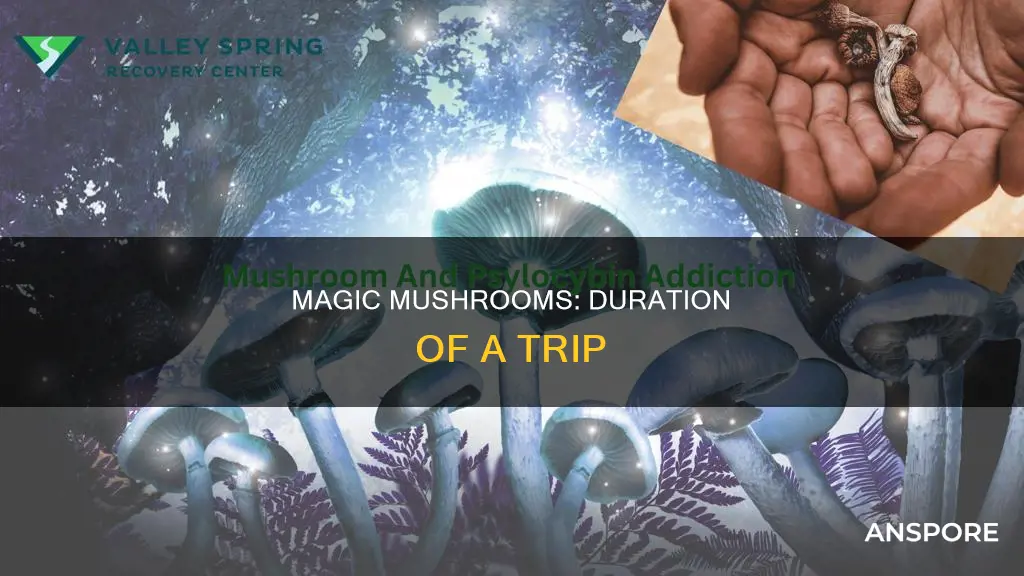 how many hours do mushrooms last
